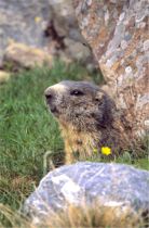 marmotta